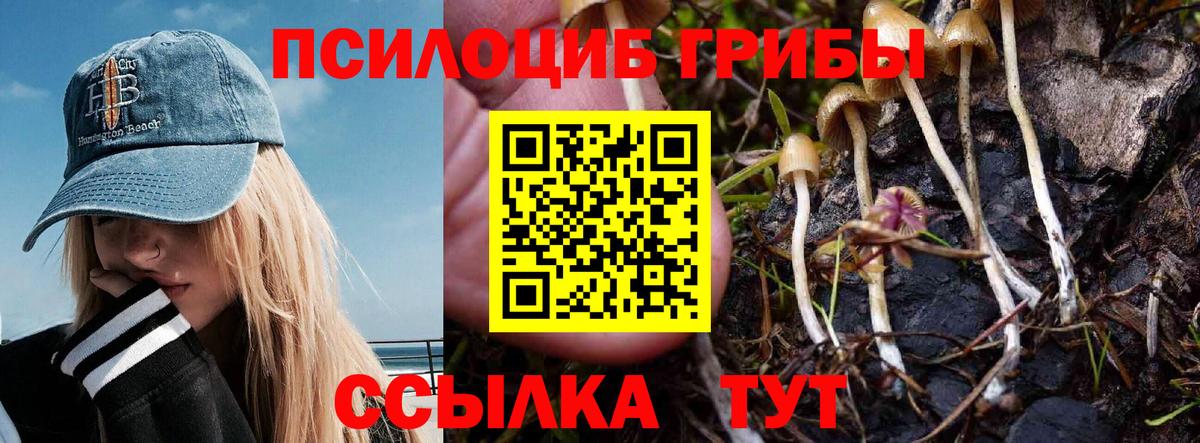 Галлюциногенные грибы мицелий  Вход с VPN  Елец  Галлюциногенные грибы Psilocybe 
